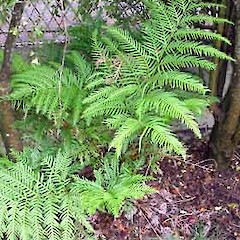 Pteris dentata plant, Wairere Ave, Mt Albert, Auckland, 2005.<br>Photographer: Peter J de Lange, Licence: <a target='_blank' href='https://creativecommons.org/licenses/by-nc/4.0'>CC BY-NC</a>.