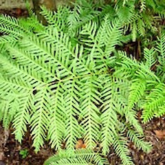 Pteris dentata plant showing close up of frond, Wairere Ave, Mt Albert, Auckland, 2005.<br>Photographer: Peter J de Lange, Licence: <a target='_blank' href='https://creativecommons.org/licenses/by-nc/4.0'>CC BY-NC</a>.