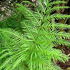 Pteris dentata plant showing close up of frond.<br>Photographer: Peter J de Lange, Licence: <a target='_blank' href='https://creativecommons.org/licenses/by-nc/4.0'>CC BY-NC</a>.