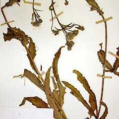 Picris hieracioides
