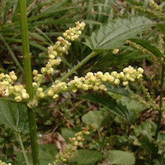 Urtica dioica var. gracilis from Mokoia Island.<br>Photographer: John F. Hobbs, Licence: All rights reserved.
