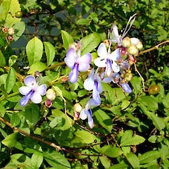 Clerodendrum myricoides.<br>Photographer: Peter J de Lange, Licence: <a target='_blank' href='https://creativecommons.org/licenses/by-nc/4.0'>CC BY-NC</a>.