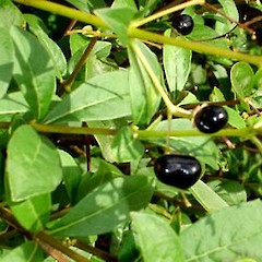 Clerodendrum myricoides.<br>Photographer: Peter J de Lange, Licence: <a target='_blank' href='https://creativecommons.org/licenses/by-nc/4.0'>CC BY-NC</a>.