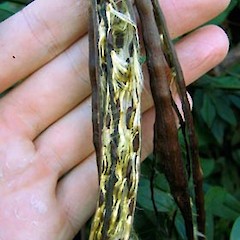 Mandevilla laxa seed pods (wild plant), New North Road, Mt Albert, Auckland.<br>Photographer: Jonathan Boow, Date taken: 26/07/2006, Licence: All rights reserved.