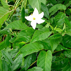 Mandevilla laxa.<br>Photographer: Peter J de Lange, Licence: <a target='_blank' href='https://creativecommons.org/licenses/by-nc/4.0'>CC BY-NC</a>. <a class='member-message' href='/nzpcn/why-join-nzpcn/' target='_blank'>Members can view a larger version of this image.</a>