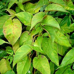 Mandevilla laxa.<br>Photographer: Peter J de Lange, Licence: <a target='_blank' href='https://creativecommons.org/licenses/by-nc/4.0'>CC BY-NC</a>. <a class='member-message' href='/nzpcn/why-join-nzpcn/' target='_blank'>Members can view a larger version of this image.</a>