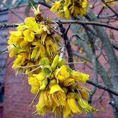 Sophora cassioides.<br>Photographer: Peter J de Lange, Licence: <a target='_blank' href='https://creativecommons.org/licenses/by-nc/4.0'>CC BY-NC</a>.