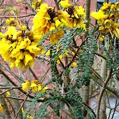Sophora cassioides.<br>Photographer: Peter J de Lange, Licence: <a target='_blank' href='https://creativecommons.org/licenses/by-nc/4.0'>CC BY-NC</a>.