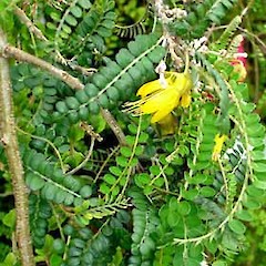 Sophora cassioides.<br>Photographer: Peter J de Lange, Licence: <a target='_blank' href='https://creativecommons.org/licenses/by-nc/4.0'>CC BY-NC</a>.