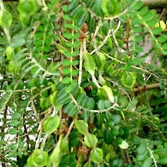 Sophora cassioides.<br>Photographer: Peter J de Lange, Licence: <a target='_blank' href='https://creativecommons.org/licenses/by-nc/4.0'>CC BY-NC</a>.