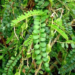 Sophora cassioides.<br>Photographer: Peter J de Lange, Licence: <a target='_blank' href='https://creativecommons.org/licenses/by-nc/4.0'>CC BY-NC</a>.
