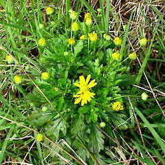 Euryops chrysanthemoides.<br>Photographer: Peter J de Lange, Licence: <a target='_blank' href='https://creativecommons.org/licenses/by-nc/4.0'>CC BY-NC</a>. <a class='member-message' href='/nzpcn/why-join-nzpcn/' target='_blank'>Members can view a larger version of this image.</a>