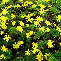 Euryops chrysanthemoides.<br>Photographer: Peter J de Lange, Licence: <a target='_blank' href='https://creativecommons.org/licenses/by-nc/4.0'>CC BY-NC</a>. <a class='member-message' href='/nzpcn/why-join-nzpcn/' target='_blank'>Members can view a larger version of this image.</a>