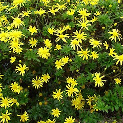 Euryops chrysanthemoides.<br>Photographer: Peter J de Lange, Licence: <a target='_blank' href='https://creativecommons.org/licenses/by-nc/4.0'>CC BY-NC</a>. <a class='member-message' href='/nzpcn/why-join-nzpcn/' target='_blank'>Members can view a larger version of this image.</a>