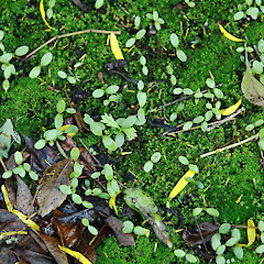 Self-sown seedlings below planted specimens. Whanganui. May 2011.<br>Photographer: Colin C. Ogle, Licence: <a target='_blank' href='https://creativecommons.org/licenses/by-nc/4.0'>CC BY-NC</a>. <a class='member-message' href='/nzpcn/why-join-nzpcn/' target='_blank'>Members can view a larger version of this image.</a>