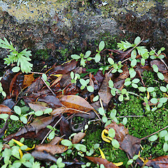Self-sown seedlings below planted specimens. Whanganui. May 2011.<br>Photographer: Colin C. Ogle, Licence: <a target='_blank' href='https://creativecommons.org/licenses/by-nc/4.0'>CC BY-NC</a>. <a class='member-message' href='/nzpcn/why-join-nzpcn/' target='_blank'>Members can view a larger version of this image.</a>