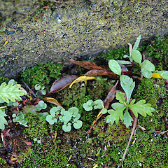 Self-sown seedlings below planted specimens. Whanganui. May 2011.<br>Photographer: Colin C. Ogle, Licence: <a target='_blank' href='https://creativecommons.org/licenses/by-nc/4.0'>CC BY-NC</a>. <a class='member-message' href='/nzpcn/why-join-nzpcn/' target='_blank'>Members can view a larger version of this image.</a>