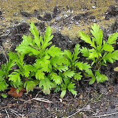 Seedlings. Whanganui. Nov 2011.<br>Photographer: Colin C. Ogle, Licence: <a target='_blank' href='https://creativecommons.org/licenses/by-nc/4.0'>CC BY-NC</a>. <a class='member-message' href='/nzpcn/why-join-nzpcn/' target='_blank'>Members can view a larger version of this image.</a>