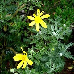 Euryops pectinatus close up of flowers (wild plant), Morningside, Auckland.<br>Photographer: Peter J de Lange, Date taken: 25/04/2006, Licence: <a target='_blank' href='https://creativecommons.org/licenses/by-nc/4.0'>CC BY-NC</a>.