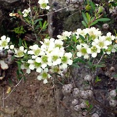 Leptospermum polygalifolium Salisb. subsp. polygalifolium.<br>Photographer: Peter J de Lange, Licence: <a target='_blank' href='https://creativecommons.org/licenses/by-nc/4.0'>CC BY-NC</a>.