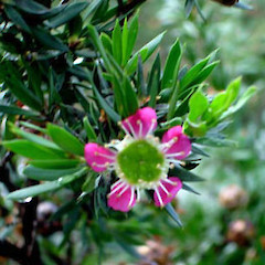 Leptospermum spectabile close up of flower (male flower), Morningside, Auckland.<br>Photographer: Peter J de Lange, Date taken: 25/04/2006, Licence: <a target='_blank' href='https://creativecommons.org/licenses/by-nc/4.0'>CC BY-NC</a>.