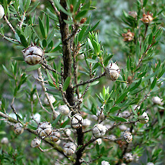 Leptospermum spectabile.<br>Photographer: Peter J de Lange, Licence: <a target='_blank' href='https://creativecommons.org/licenses/by-nc/4.0'>CC BY-NC</a>. <a class='member-message' href='/nzpcn/why-join-nzpcn/' target='_blank'>Members can view a larger version of this image.</a>