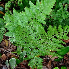 Davallia griffithiana