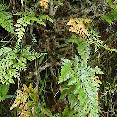 Whanganui. Nov 2011.<br>Photographer: Colin C. Ogle, Licence: <a target='_blank' href='https://creativecommons.org/licenses/by-nc/4.0'>CC BY-NC</a>. <a class='member-message' href='/nzpcn/why-join-nzpcn/' target='_blank'>Members can view a larger version of this image.</a>