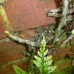 Scaly rhizome. Whanganui. Nov 2011.<br>Photographer: Colin C. Ogle, Licence: <a target='_blank' href='https://creativecommons.org/licenses/by-nc/4.0'>CC BY-NC</a>. <a class='member-message' href='/nzpcn/why-join-nzpcn/' target='_blank'>Members can view a larger version of this image.</a>