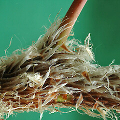 Stipe base and rhizome. Whanganui. Nov 2011.<br>Photographer: Colin C. Ogle, Licence: <a target='_blank' href='https://creativecommons.org/licenses/by-nc/4.0'>CC BY-NC</a>. <a class='member-message' href='/nzpcn/why-join-nzpcn/' target='_blank'>Members can view a larger version of this image.</a>