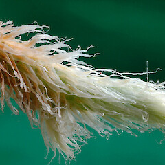 Tip of rhizome. Whanganui. Nov 2011.<br>Photographer: Colin C. Ogle, Licence: <a target='_blank' href='https://creativecommons.org/licenses/by-nc/4.0'>CC BY-NC</a>. <a class='member-message' href='/nzpcn/why-join-nzpcn/' target='_blank'>Members can view a larger version of this image.</a>