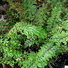 Asplenium aethiopicum.<br>Photographer: Peter J de Lange, Licence: <a target='_blank' href='https://creativecommons.org/licenses/by-nc/4.0'>CC BY-NC</a>. <a class='member-message' href='/nzpcn/why-join-nzpcn/' target='_blank'>Members can view a larger version of this image.</a>