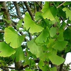 Ginkgo biloba close up of adult leaves, Ex Cult. May 2006, Mt Albert, Auckland.<br>Photographer: Peter J de Lange, Licence: <a target='_blank' href='https://creativecommons.org/licenses/by-nc/4.0'>CC BY-NC</a>.
