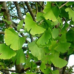 Ginkgo biloba