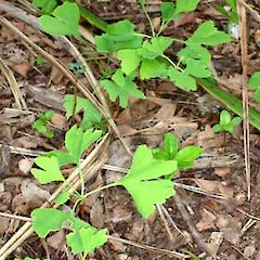 Ginkgo biloba wild seedlings at Auckland zoo.<br>Photographer: Peter J de Lange, Licence: <a target='_blank' href='https://creativecommons.org/licenses/by-nc/4.0'>CC BY-NC</a>.