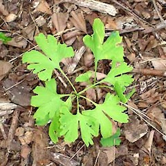 Ginkgo biloba wild seedling Auckland zoo.<br>Photographer: Peter J de Lange, Licence: <a target='_blank' href='https://creativecommons.org/licenses/by-nc/4.0'>CC BY-NC</a>.
