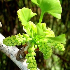 Ginkgo biloba male cones, Ex Cult. May 2006, Mt Albert, Auckland.<br>Photographer: Peter J de Lange, Licence: <a target='_blank' href='https://creativecommons.org/licenses/by-nc/4.0'>CC BY-NC</a>.