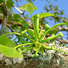 Ginkgo biloba female ovulate structures, ex cult., Mt Albert, Auckland.<br>Photographer: Peter J de Lange, Date taken: 07/10/2006, Licence: <a target='_blank' href='https://creativecommons.org/licenses/by-nc/4.0'>CC BY-NC</a>.