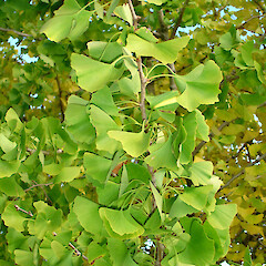 Ginkgo biloba.<br>Photographer: Peter J de Lange, Licence: <a target='_blank' href='https://creativecommons.org/licenses/by-nc/4.0'>CC BY-NC</a>. <a class='member-message' href='/nzpcn/why-join-nzpcn/' target='_blank'>Members can view a larger version of this image.</a>