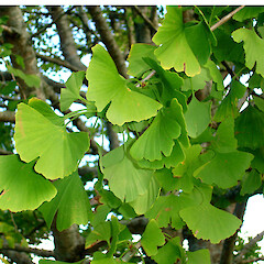 Ginkgo biloba.<br>Photographer: Peter J de Lange, Licence: <a target='_blank' href='https://creativecommons.org/licenses/by-nc/4.0'>CC BY-NC</a>. <a class='member-message' href='/nzpcn/why-join-nzpcn/' target='_blank'>Members can view a larger version of this image.</a>