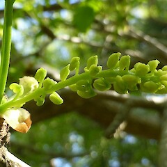 Unripe male cones, Kowhai Park, Wanganui.<br>Photographer: Colin C. Ogle, Date taken: 21/10/2014, Licence: <a target='_blank' href='https://creativecommons.org/licenses/by-nc/4.0'>CC BY-NC</a>. <a class='member-message' href='/nzpcn/why-join-nzpcn/' target='_blank'>Members can view a larger version of this image.</a>
