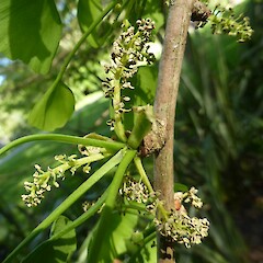 Ripe male cones, Kowhai Park, Wanganui.<br>Photographer: Colin C. Ogle, Date taken: 21/10/2014, Licence: <a target='_blank' href='https://creativecommons.org/licenses/by-nc/4.0'>CC BY-NC</a>. <a class='member-message' href='/nzpcn/why-join-nzpcn/' target='_blank'>Members can view a larger version of this image.</a>