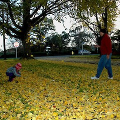 Enjoying the autumn gingko leaves,Broughton St, Wanganui.<br>Photographer: Colin C. Ogle, Date taken: 09/06/2010, Licence: <a target='_blank' href='https://creativecommons.org/licenses/by-nc/4.0'>CC BY-NC</a>. <a class='member-message' href='/nzpcn/why-join-nzpcn/' target='_blank'>Members can view a larger version of this image.</a>