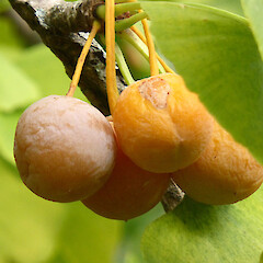 Ripe fruit; Kowhai Park, Whanganui.<br>Photographer: Colin C. Ogle, Date taken: 08/05/2015, Licence: <a target='_blank' href='https://creativecommons.org/licenses/by-nc/4.0'>CC BY-NC</a>. <a class='member-message' href='/nzpcn/why-join-nzpcn/' target='_blank'>Members can view a larger version of this image.</a>