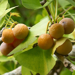 Ripe fruit; Kowhai Park, Whanganui.<br>Photographer: Colin C. Ogle, Date taken: 08/05/2015, Licence: <a target='_blank' href='https://creativecommons.org/licenses/by-nc/4.0'>CC BY-NC</a>. <a class='member-message' href='/nzpcn/why-join-nzpcn/' target='_blank'>Members can view a larger version of this image.</a>