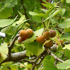 Ripe fruit; Kowhai Park, Whanganui.<br>Photographer: Colin C. Ogle, Date taken: 08/05/2015, Licence: <a target='_blank' href='https://creativecommons.org/licenses/by-nc/4.0'>CC BY-NC</a>. <a class='member-message' href='/nzpcn/why-join-nzpcn/' target='_blank'>Members can view a larger version of this image.</a>