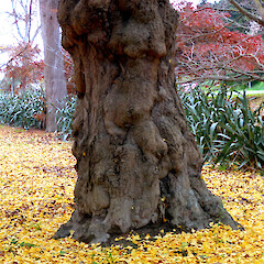 Tree base and fallen leaves; Kowhai Park, Whanganui.<br>Photographer: Colin C. Ogle, Date taken: 14/06/2016, Licence: <a target='_blank' href='https://creativecommons.org/licenses/by-nc/4.0'>CC BY-NC</a>. <a class='member-message' href='/nzpcn/why-join-nzpcn/' target='_blank'>Members can view a larger version of this image.</a>