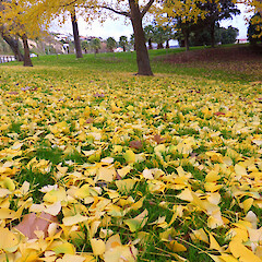 Fallen leaves + distant trees; Kowhai Park, Whanganui.<br>Photographer: Colin C. Ogle, Date taken: 14/06/2016, Licence: <a target='_blank' href='https://creativecommons.org/licenses/by-nc/4.0'>CC BY-NC</a>. <a class='member-message' href='/nzpcn/why-join-nzpcn/' target='_blank'>Members can view a larger version of this image.</a>