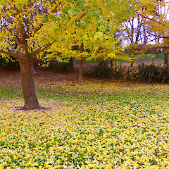 Tree and fallen leaves; Kowhai Park, Whanganui.<br>Photographer: Colin C. Ogle, Date taken: 14/06/2016, Licence: <a target='_blank' href='https://creativecommons.org/licenses/by-nc/4.0'>CC BY-NC</a>. <a class='member-message' href='/nzpcn/why-join-nzpcn/' target='_blank'>Members can view a larger version of this image.</a>