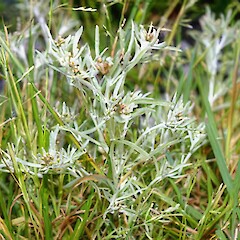 Gnaphalium uliginosum.<br>Photographer: John Smith-Dodsworth, Licence: <a target='_blank' href='https://creativecommons.org/licenses/by-nc/4.0'>CC BY-NC</a>. <a class='member-message' href='/nzpcn/why-join-nzpcn/' target='_blank'>Members can view a larger version of this image.</a>